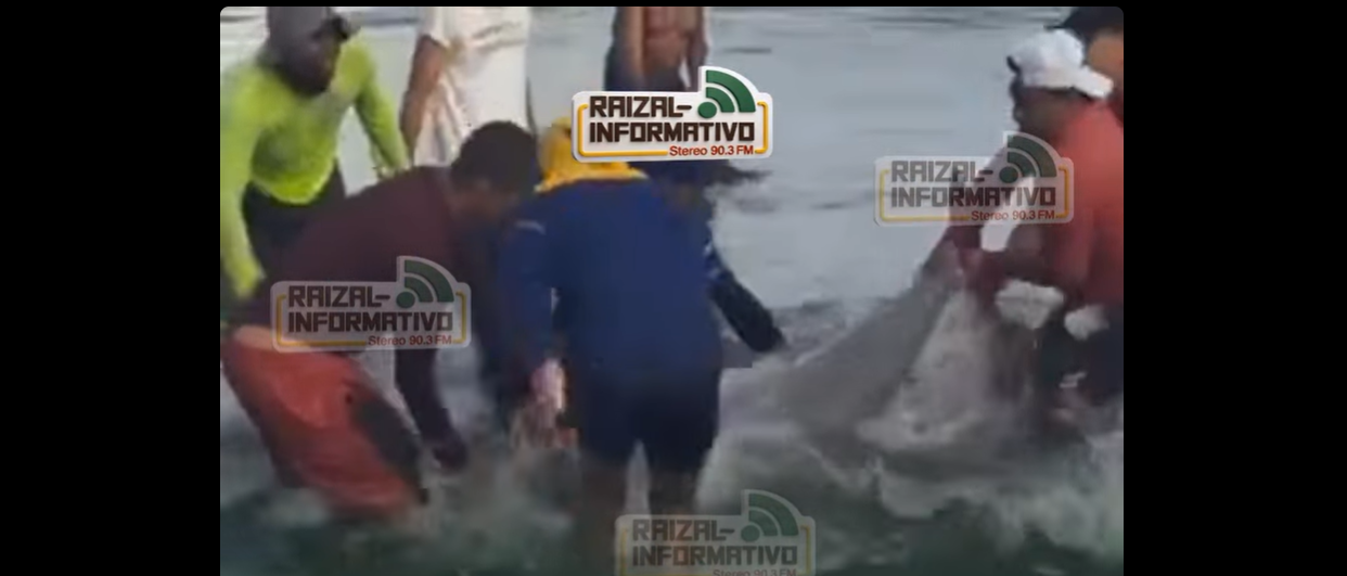 ¡DE LA PESCA AL RESCATE! PESCADORES SALVARON A VARIOS DELFINES EN PUERTO COLOMBIA.